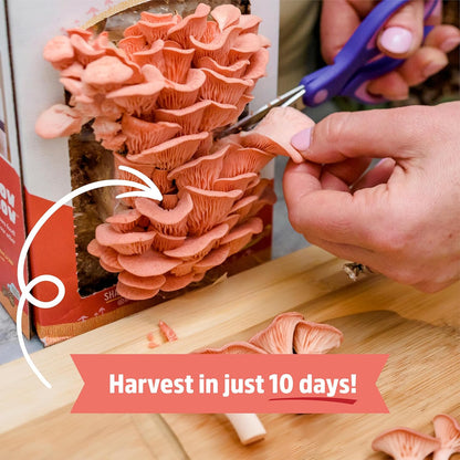 Organic Pink Mushroom Grow Kit, Harvest Gourmet Mushrooms in 10 Days